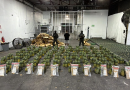 DNCD decomisa 121 láminas de presunta cocaína escondidas en cajas de piñas en el AILA DNCD decomisa 121 láminas de presunta cocaína escondidas en cajas de piñas en el AILA