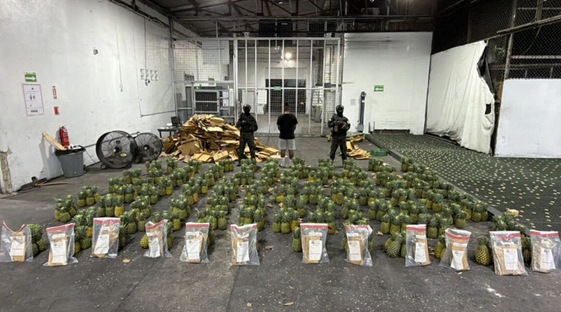 DNCD decomisa 121 láminas de presunta cocaína escondidas en cajas de piñas en el AILA DNCD decomisa 121 láminas de presunta cocaína escondidas en cajas de piñas en el AILA