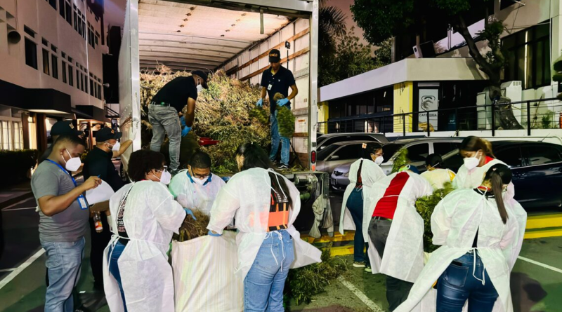 Siembra de marihuana desmantelada en Ocoa tuvo peso superior a las 13,000 libras, confirma la DNCD