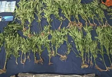 Descubren cultivo de 45 plantas de marihuana y destruyen vivero en San José de Ocoa