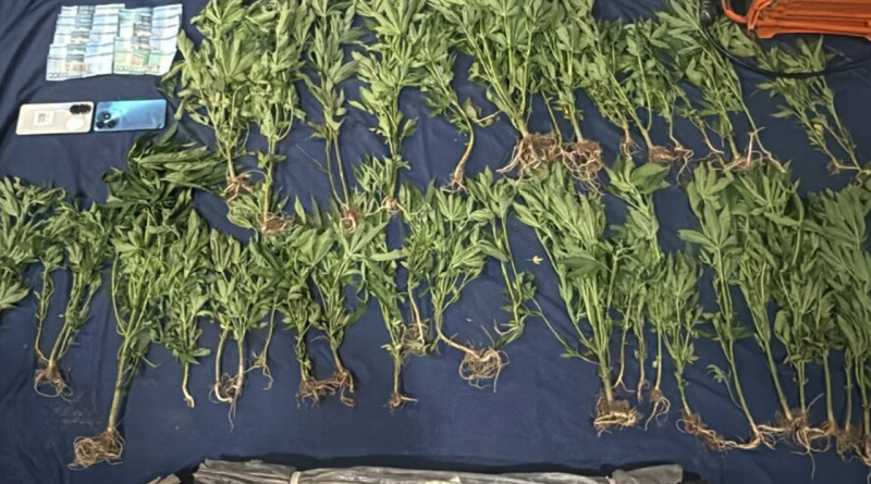 Descubren cultivo de 45 plantas de marihuana y destruyen vivero en San José de Ocoa