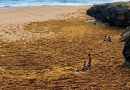 Sargazo cubre el mar en Las Galeras y crea impactante escena de niños “caminando sobre el agua” Sargazo cubre el mar en Las Galeras y crea impactante escena de niños “caminando sobre el agua”