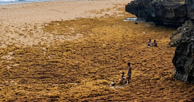 Sargazo cubre el mar en Las Galeras y crea impactante escena de niños “caminando sobre el agua”