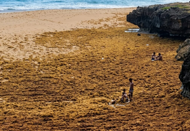 Sargazo cubre el mar en Las Galeras y crea impactante escena de niños “caminando sobre el agua”