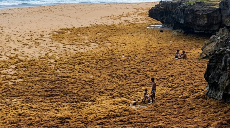 Sargazo cubre el mar en Las Galeras y crea impactante escena de niños “caminando sobre el agua”